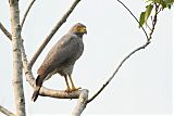 Roadside Hawkborder=